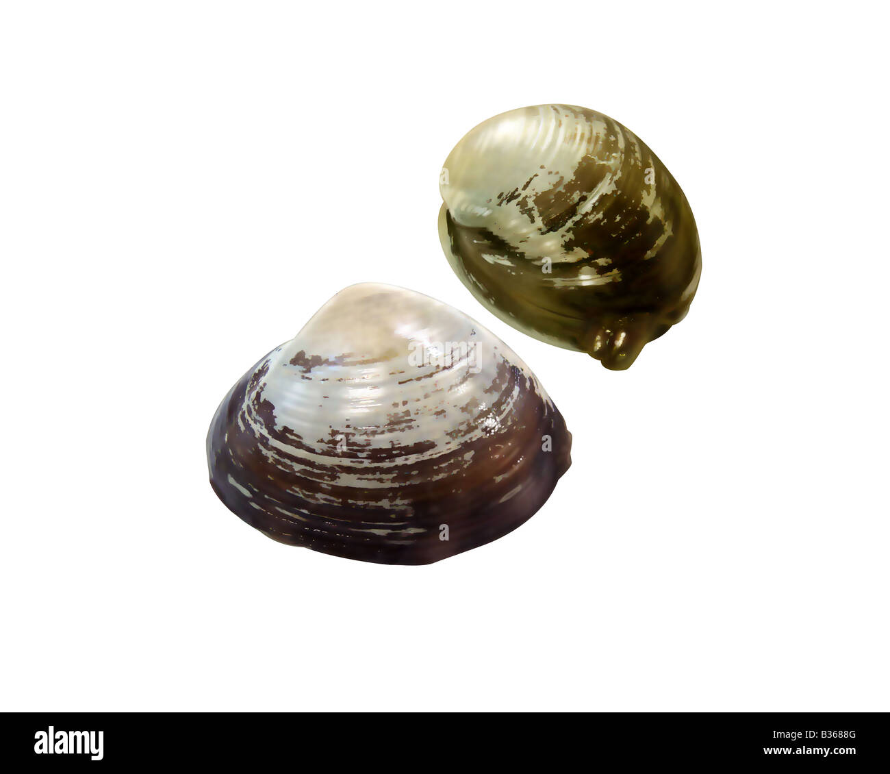 Sakhalin surf clam Stock Photo