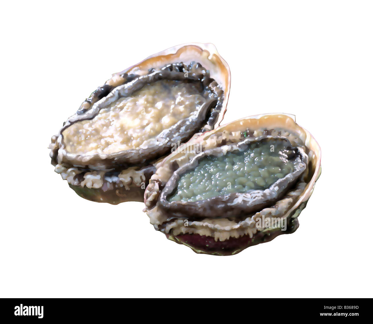 Abalone Stock Photo 19192585 Alamy