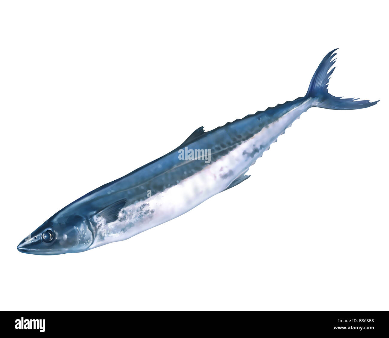 Japanese Spanish mackerel Stock Photo Alamy