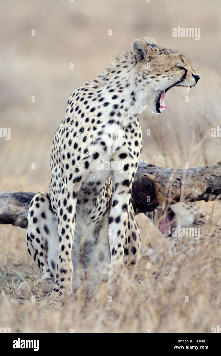 Cheetah yawn (Acinonyx jubatus) Ndutu, Ngorongoro, Tanzania Stock Photo