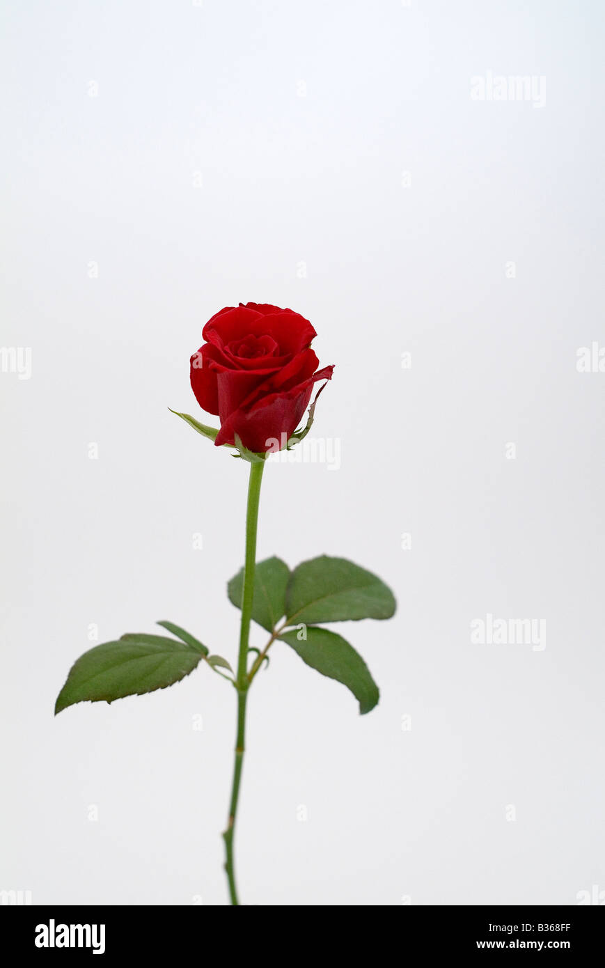 Red rose Stock Photo