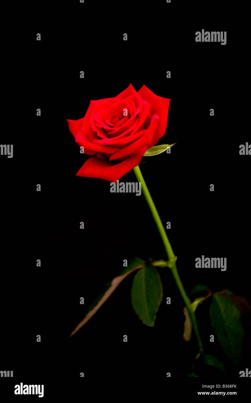 Red rose Stock Photo