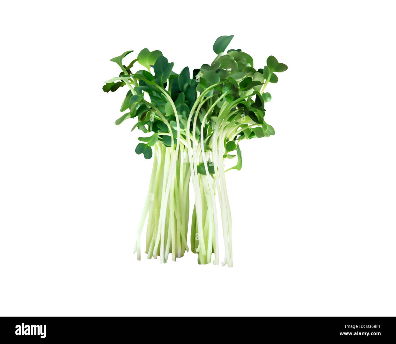 Kaiware hires stock photography and images Alamy