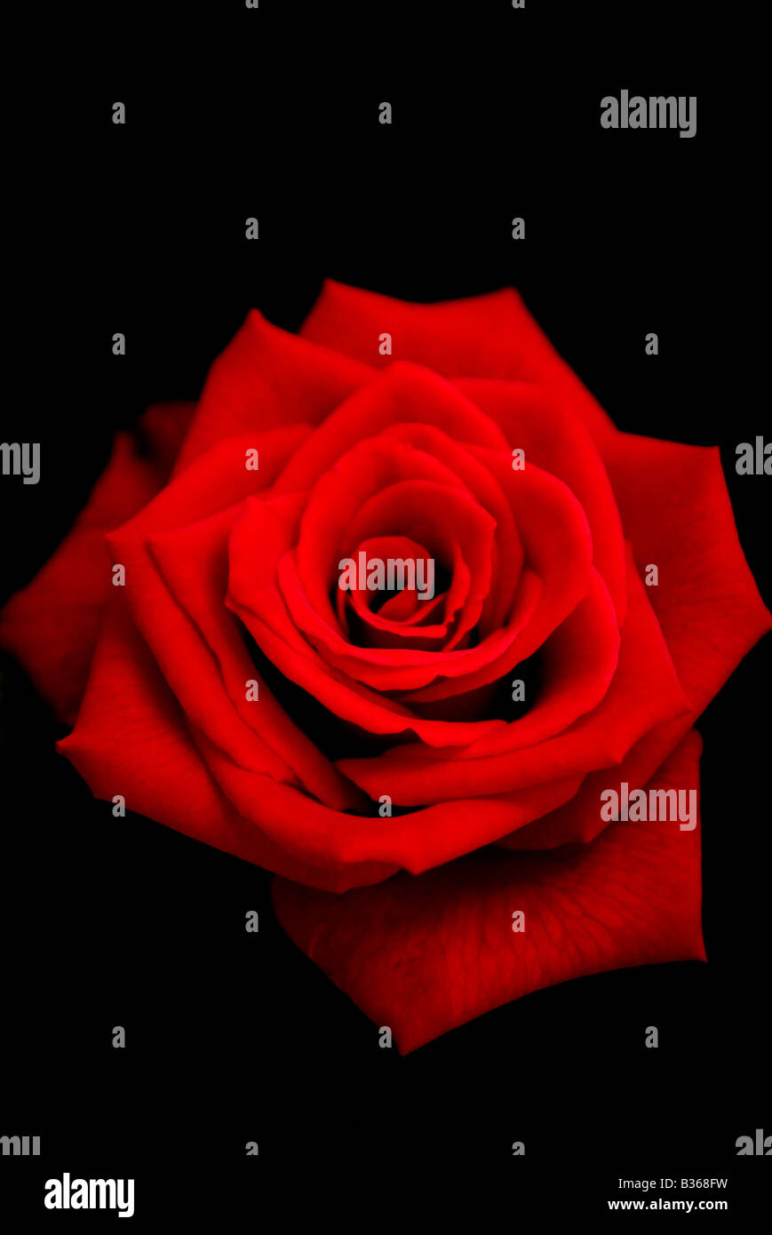 Red rose Stock Photo