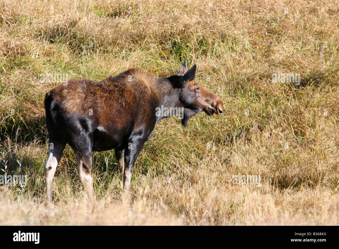 female moose, grand teton national park Stock Photo