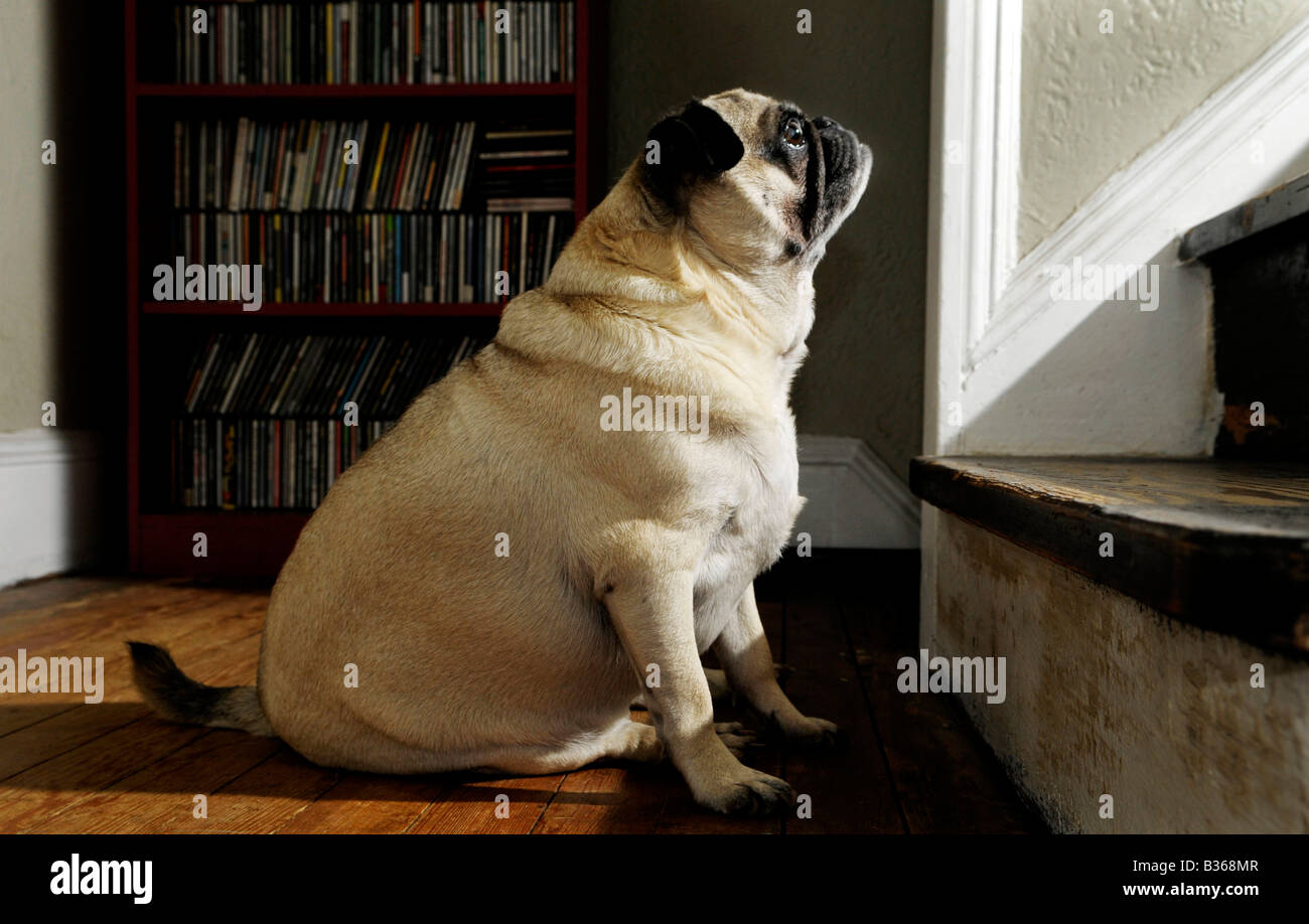 pug dog sits at bottom of stairwell Stock Photo