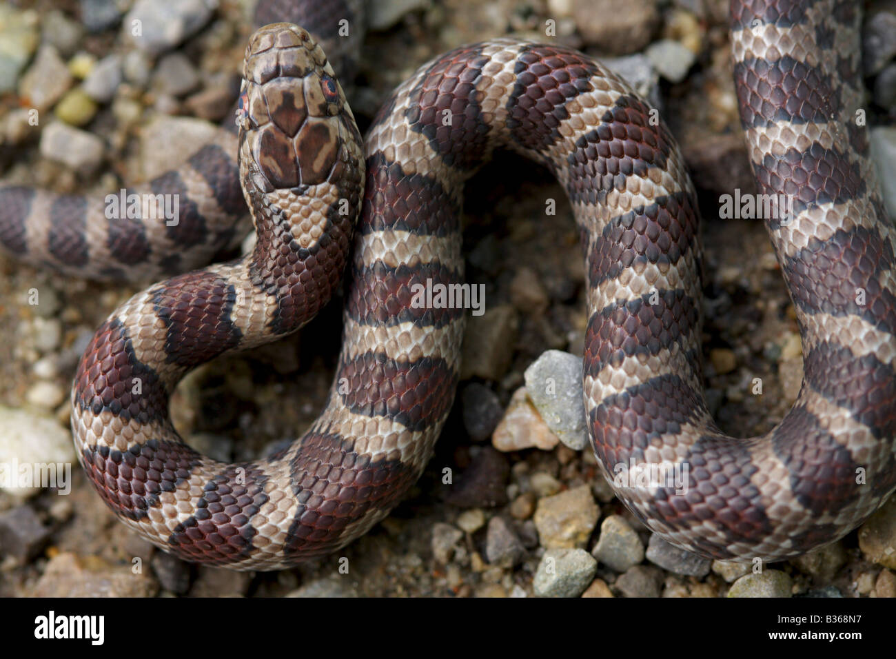 milk snake reptile cold blooded serpent Stock Photo