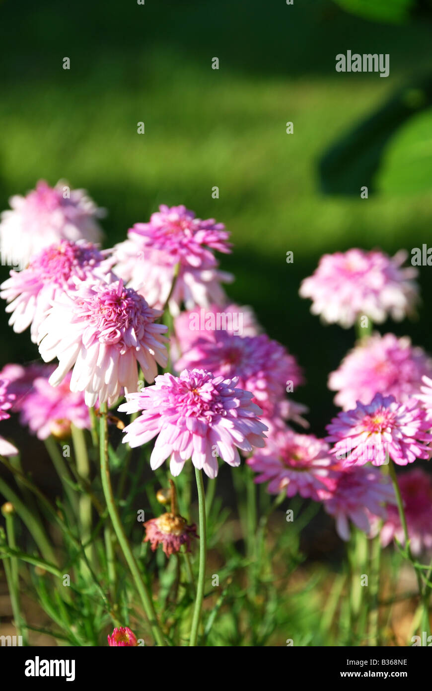CLOSE-UP OF WHITE WILD FLOWERS IN FIELD Stock Photo - Alamy