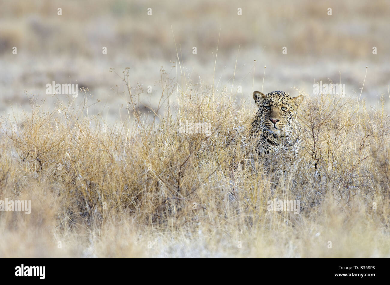 African Leopard, male, sitting well camouflaged in dry grass (Panthera pardus), Ndutu, Ngorongoro, Tanzania Stock Photo