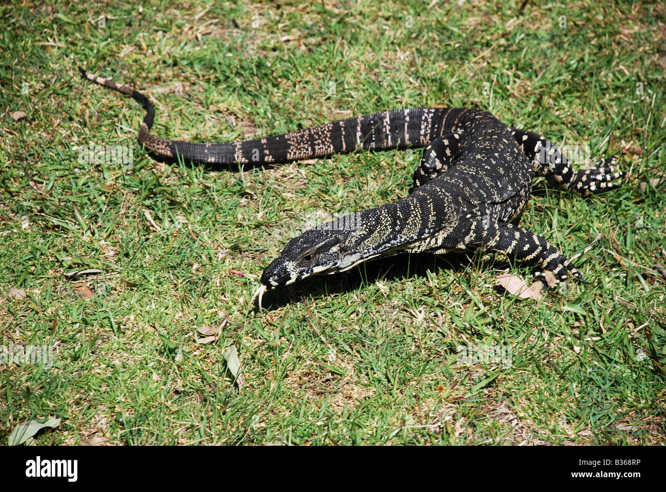GOANNA Australian monitor lizard SAT ON GRASS Stock Photo