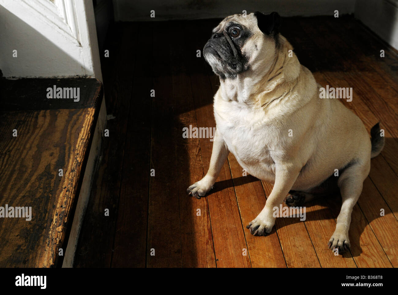 overweight pug sits at bottom of stairs Stock Photo