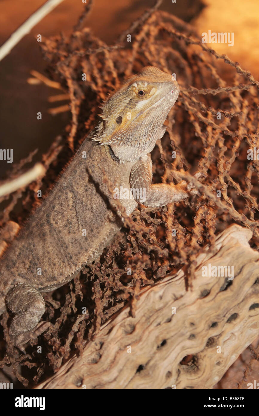 australian bearded dragon perched on log Stock Photo - Alamy