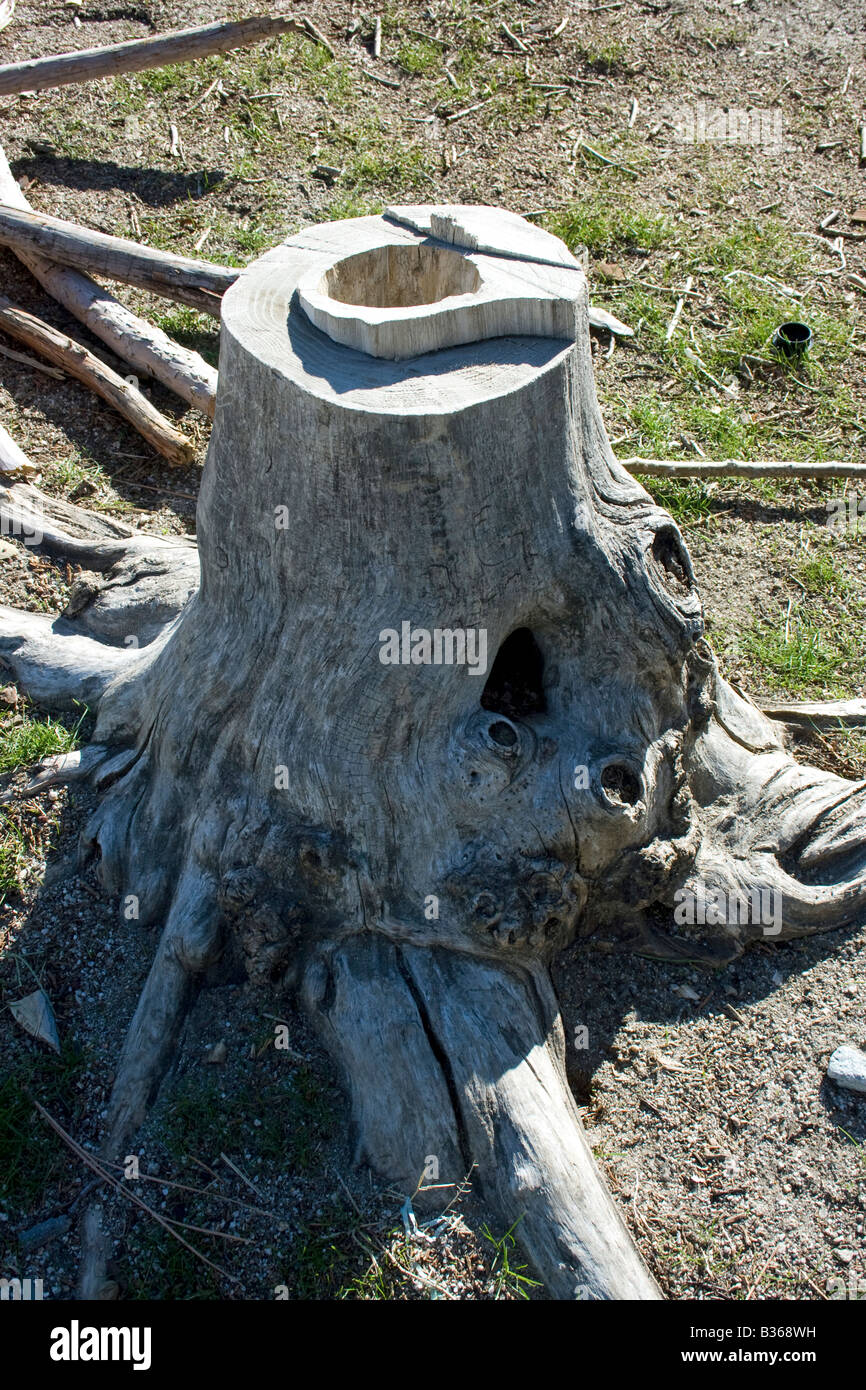 This Cedar Pine s life was short lived Stock Photo