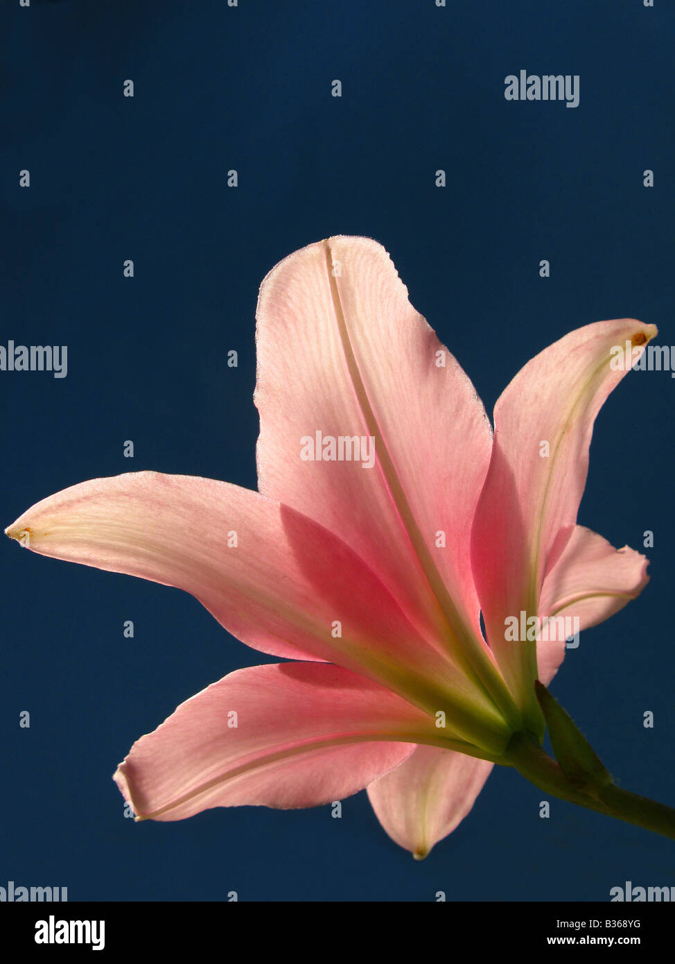 Lily lilium diferent angle Stock Photo