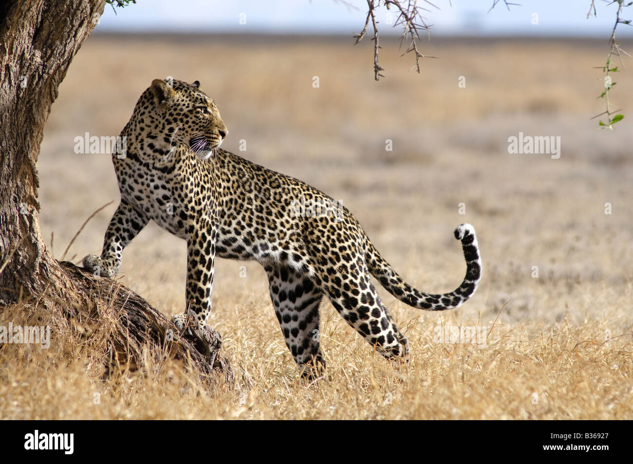 African Leopard, male attempting to climb into a tree (Panthera pardus), Ndutu, Ngorongoro, Tanzania Stock Photo