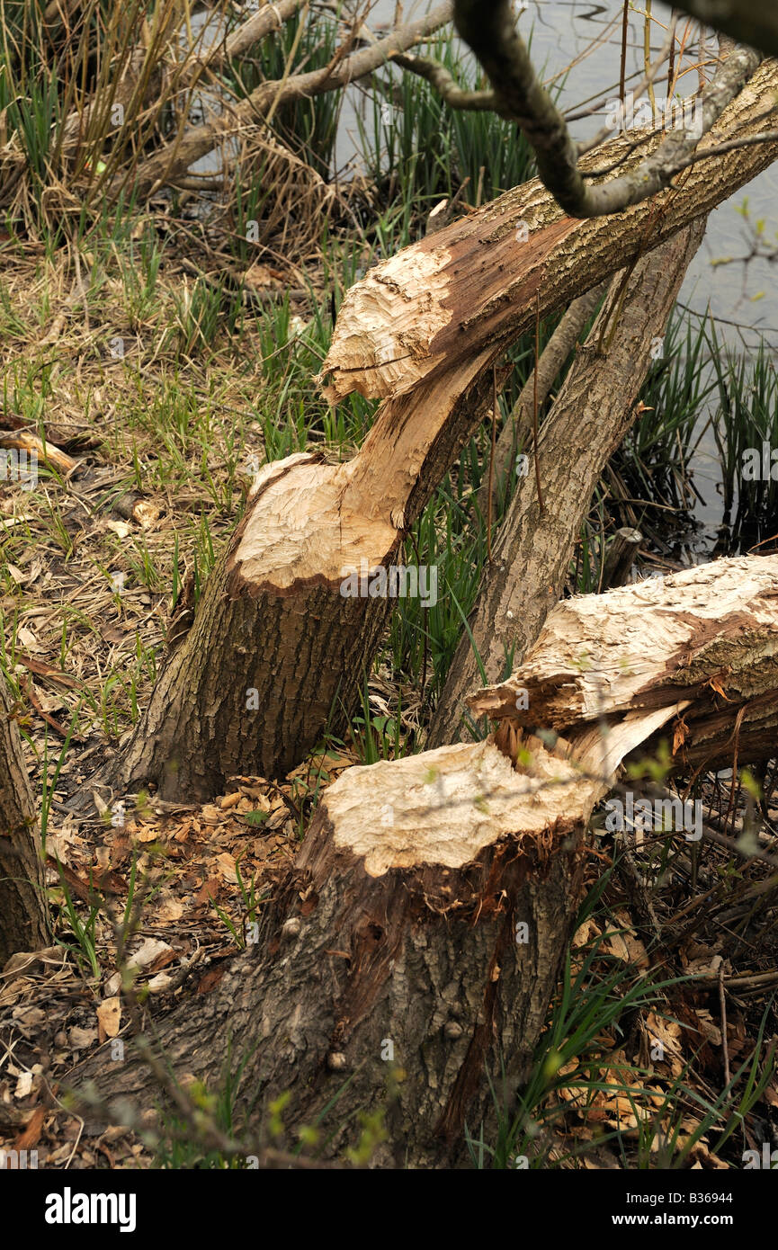 Gnaw marks at  trees at the river aare near Bern, Switzerland Stock Photo
