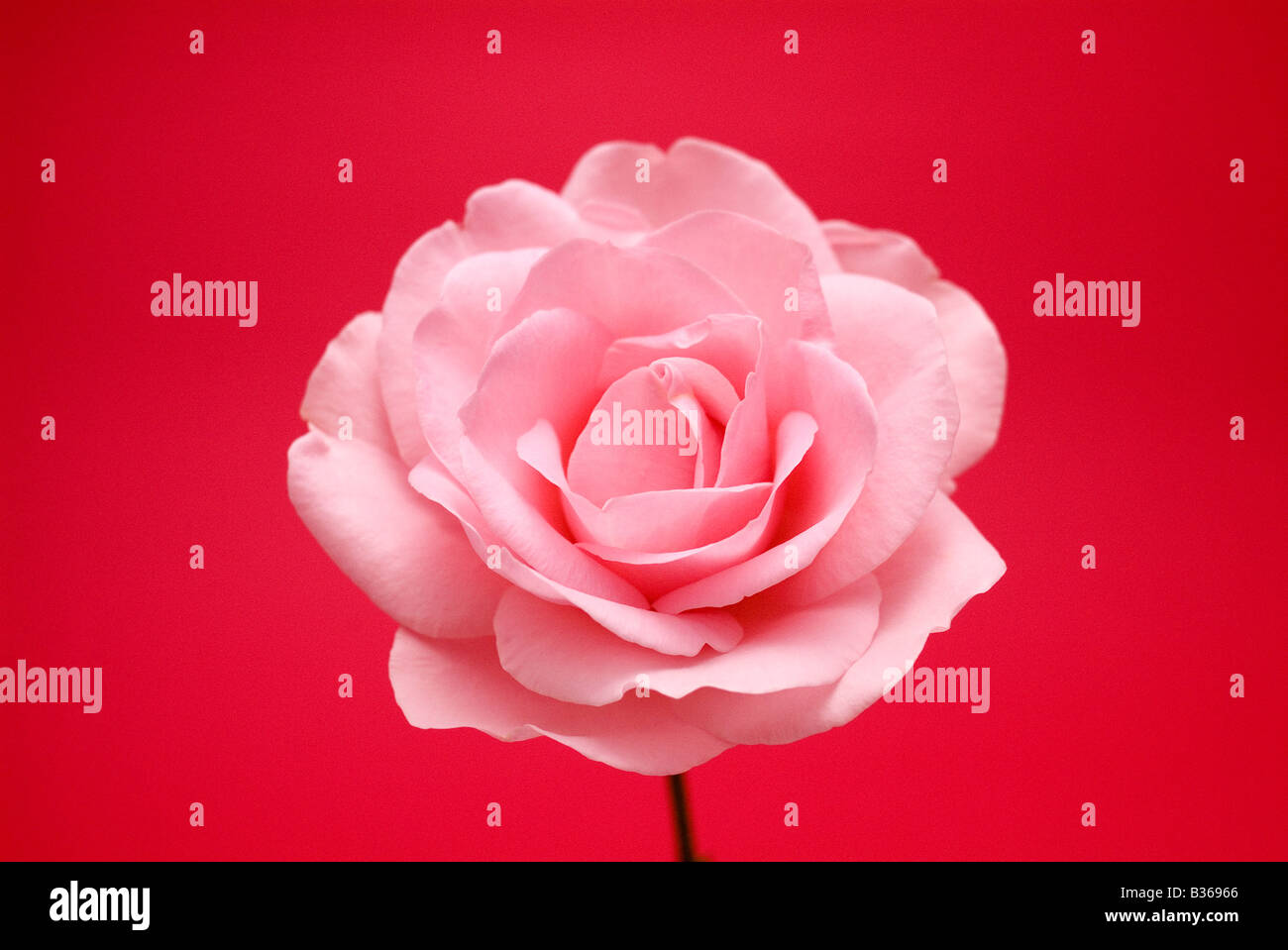 Pink rose Stock Photo