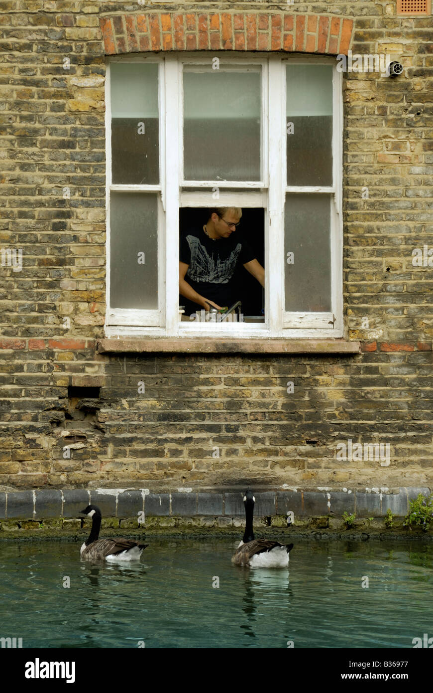 Grand Union Canal, London, view though window of man working in kitchen while Canadian geese wait for food Stock Photo