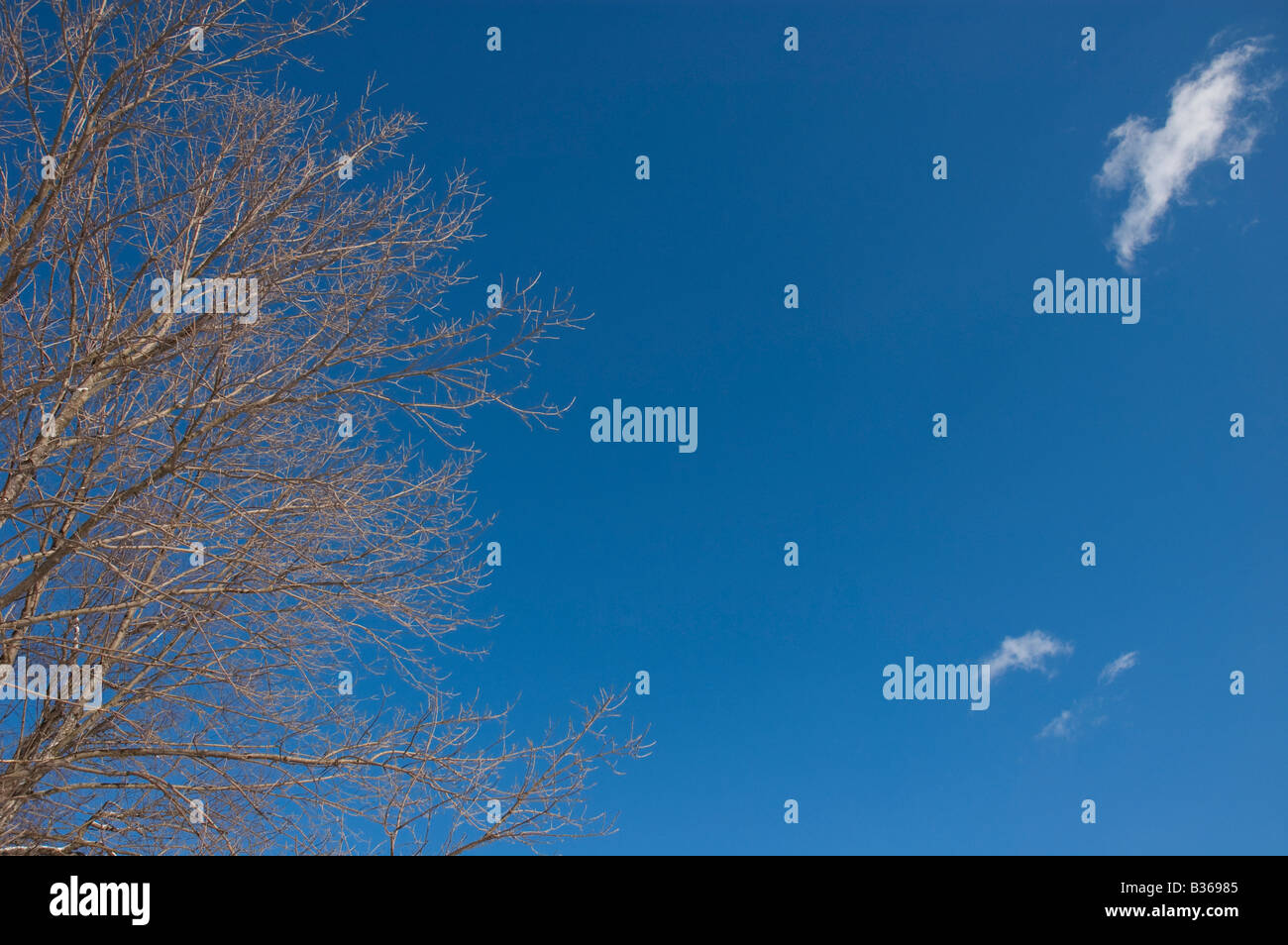 A leafless tree against a bright blue sky with clouds Stock Photo - Alamy