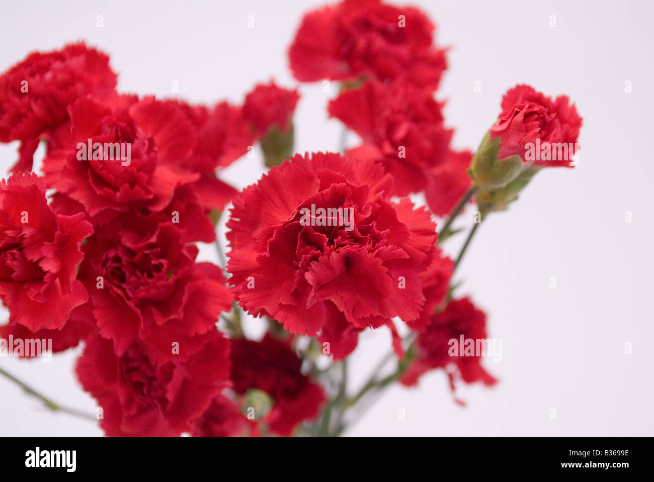 Red carnations Stock Photo