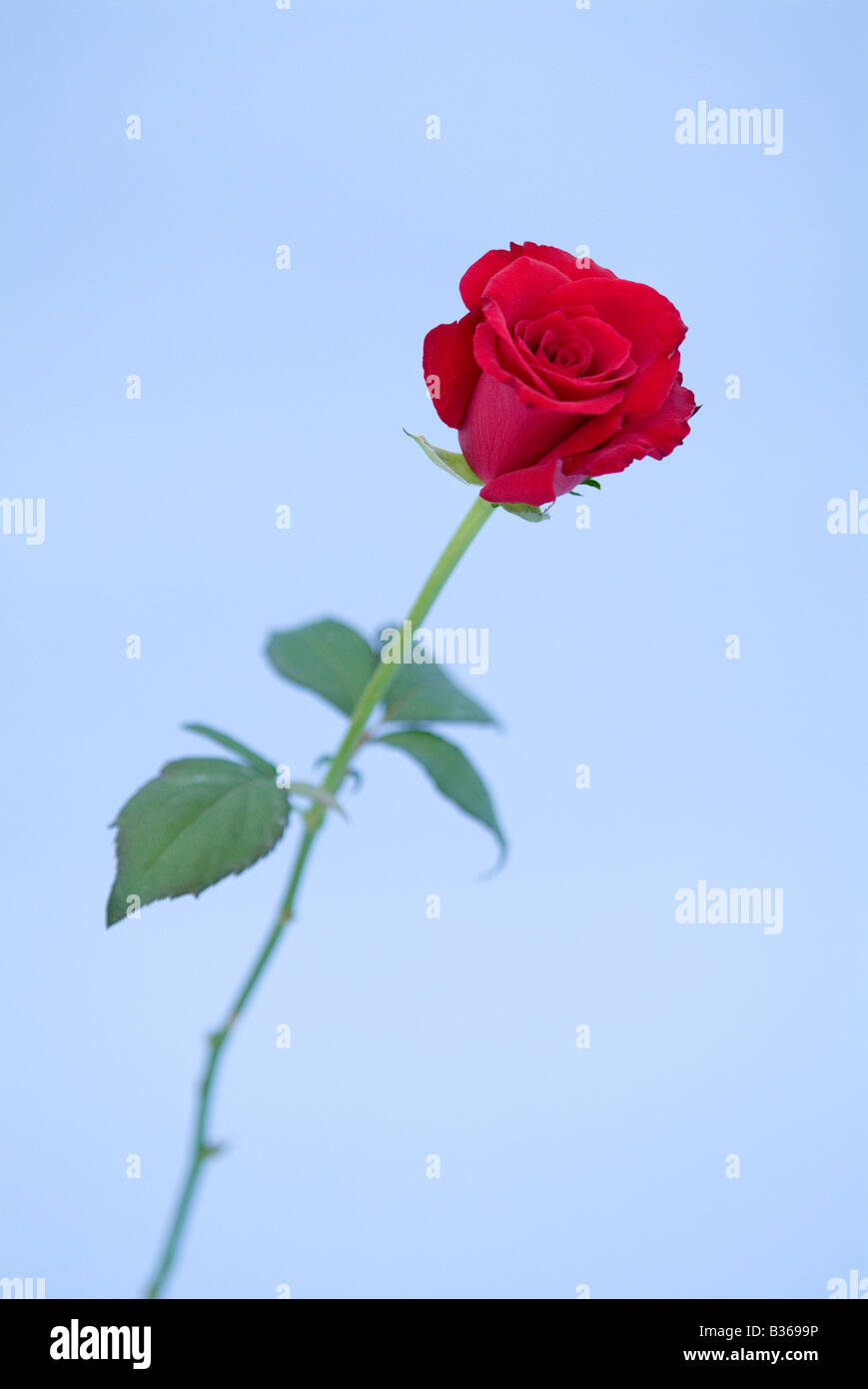 Red rose Stock Photo