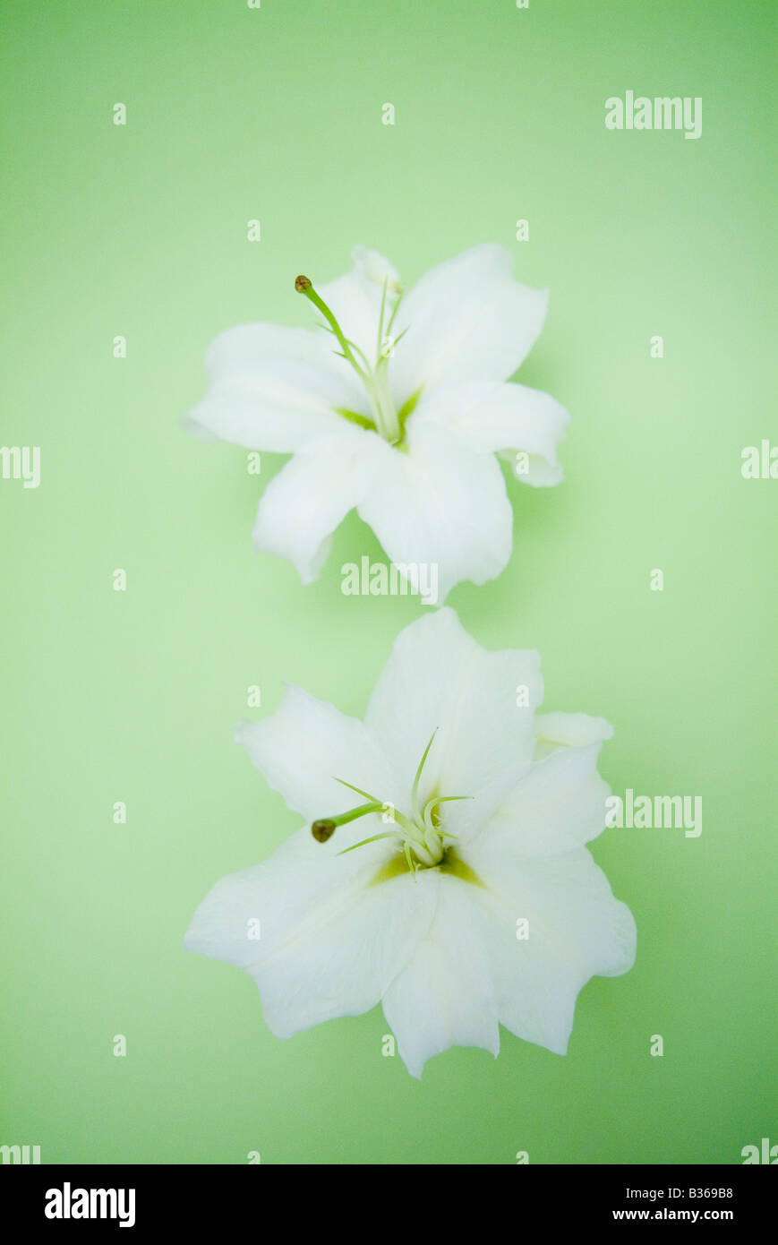 White lilies lily hi-res stock photography and images - Alamy
