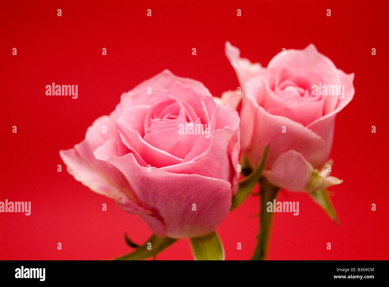 Pink roses Stock Photo