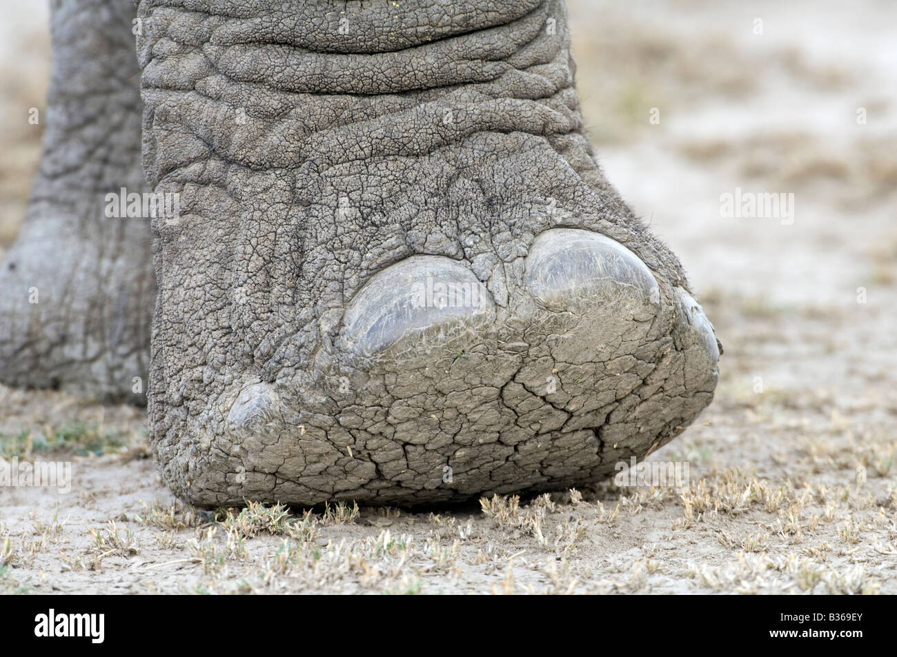 Closeup of a foot and toenails of an African elephant (Loxodonta