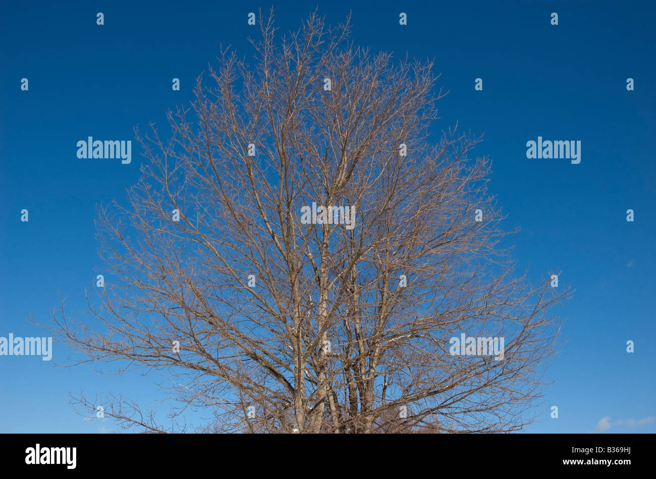A leafless tree against a bright blue sky Stock Photo - Alamy