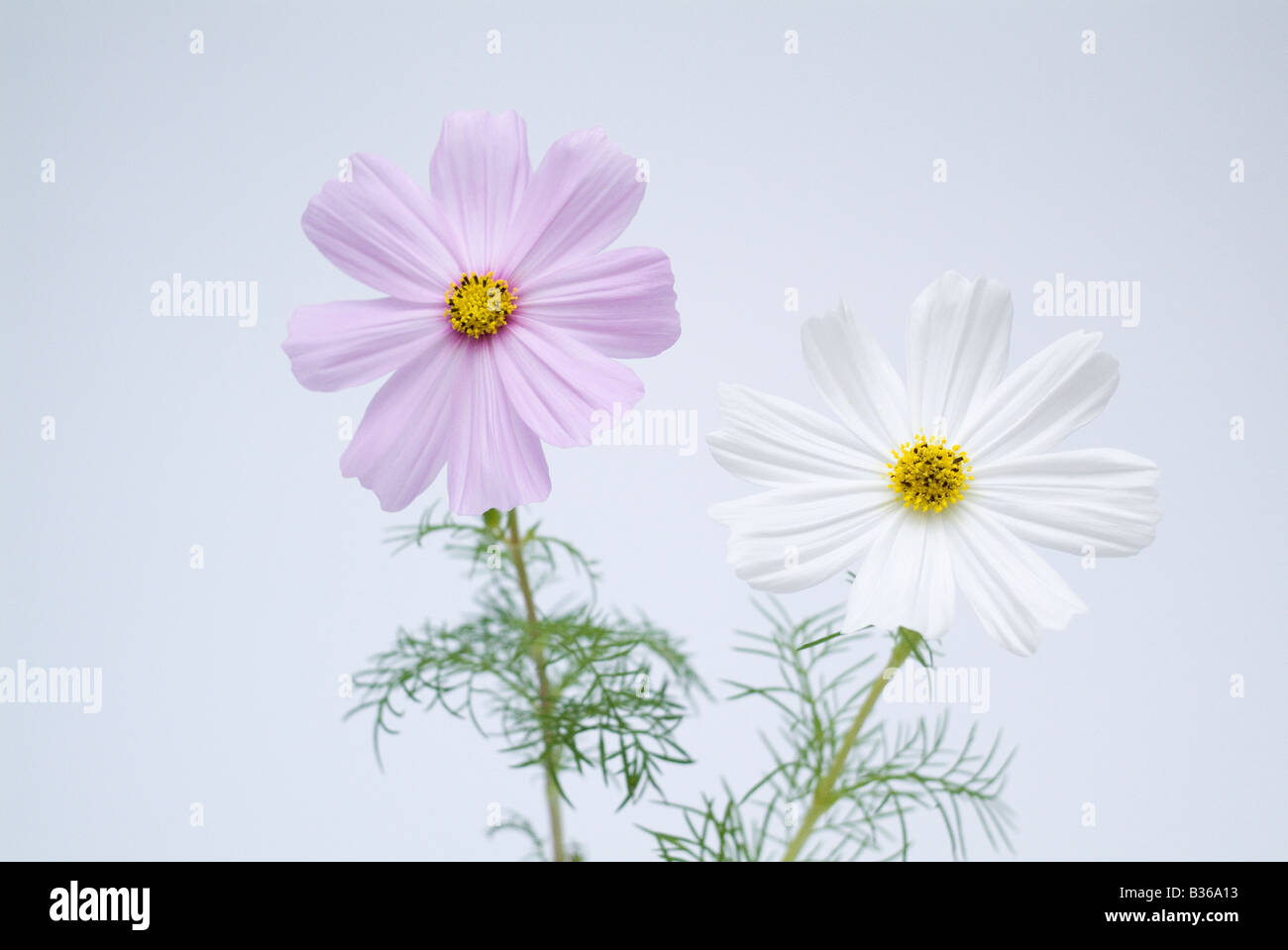 Cosmos on white background hi-res stock photography and images - Alamy