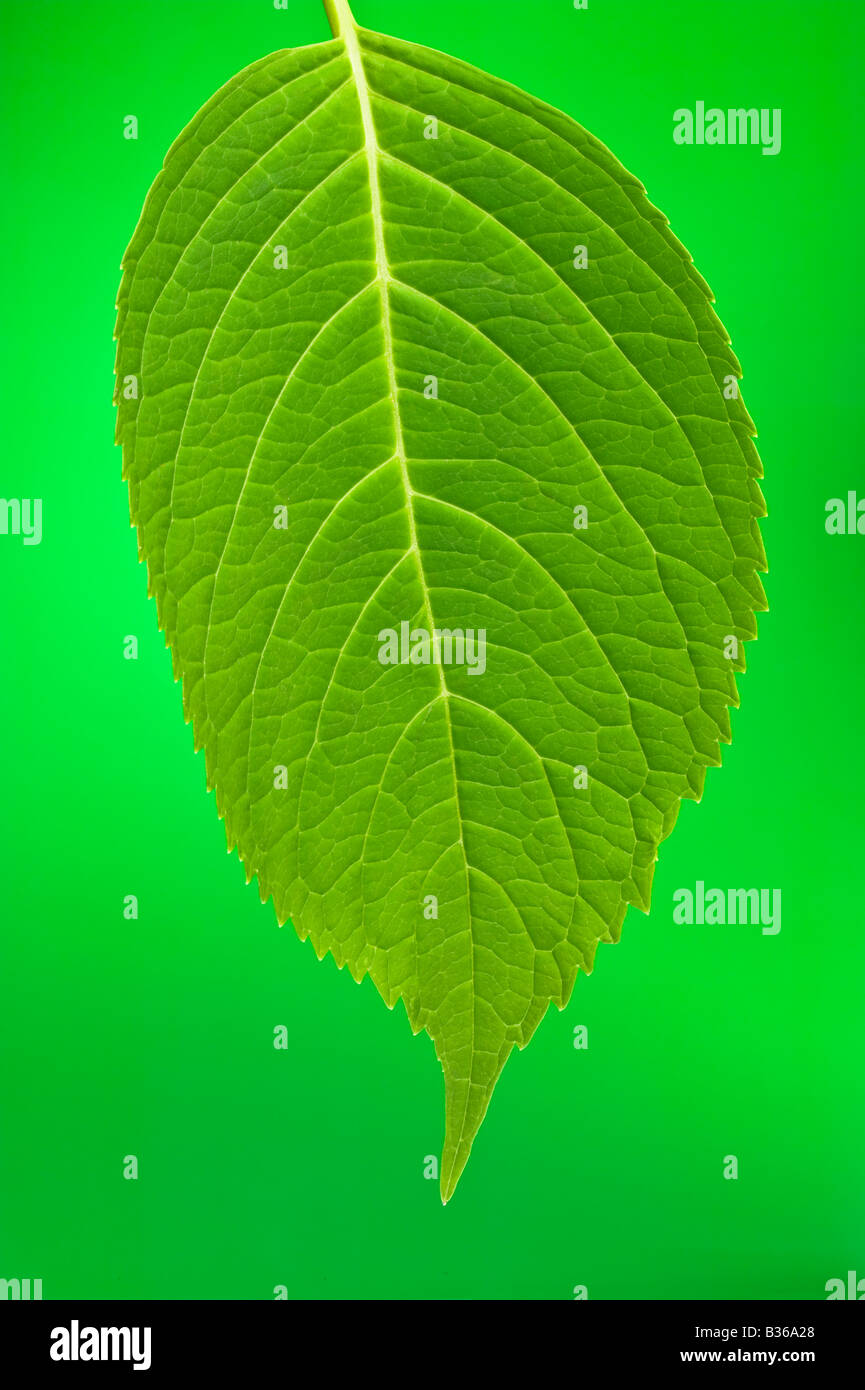 Close up of a leaf showing veins Stock Photo - Alamy
