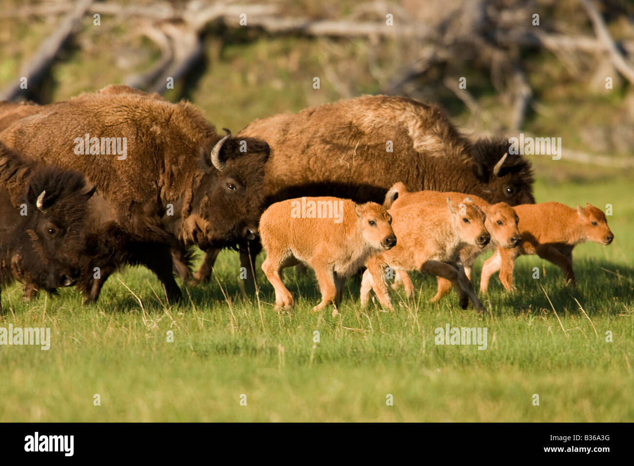 Bison (Bison bison) calves Stock Photo Alamy Bison (Bison bison) calves Stock Photo Alamy