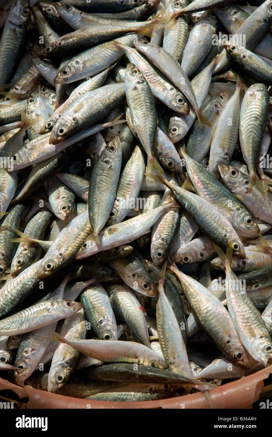 A bucket of sardines at a Vietnamese fish market Stock Photo Alamy
