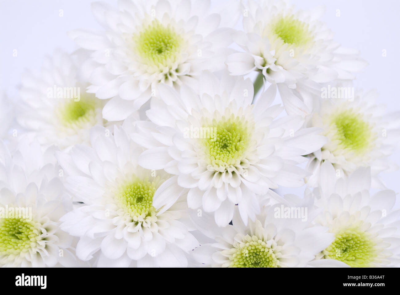 White Chrysanthemums High Resolution Stock Photography and Images - Alamy