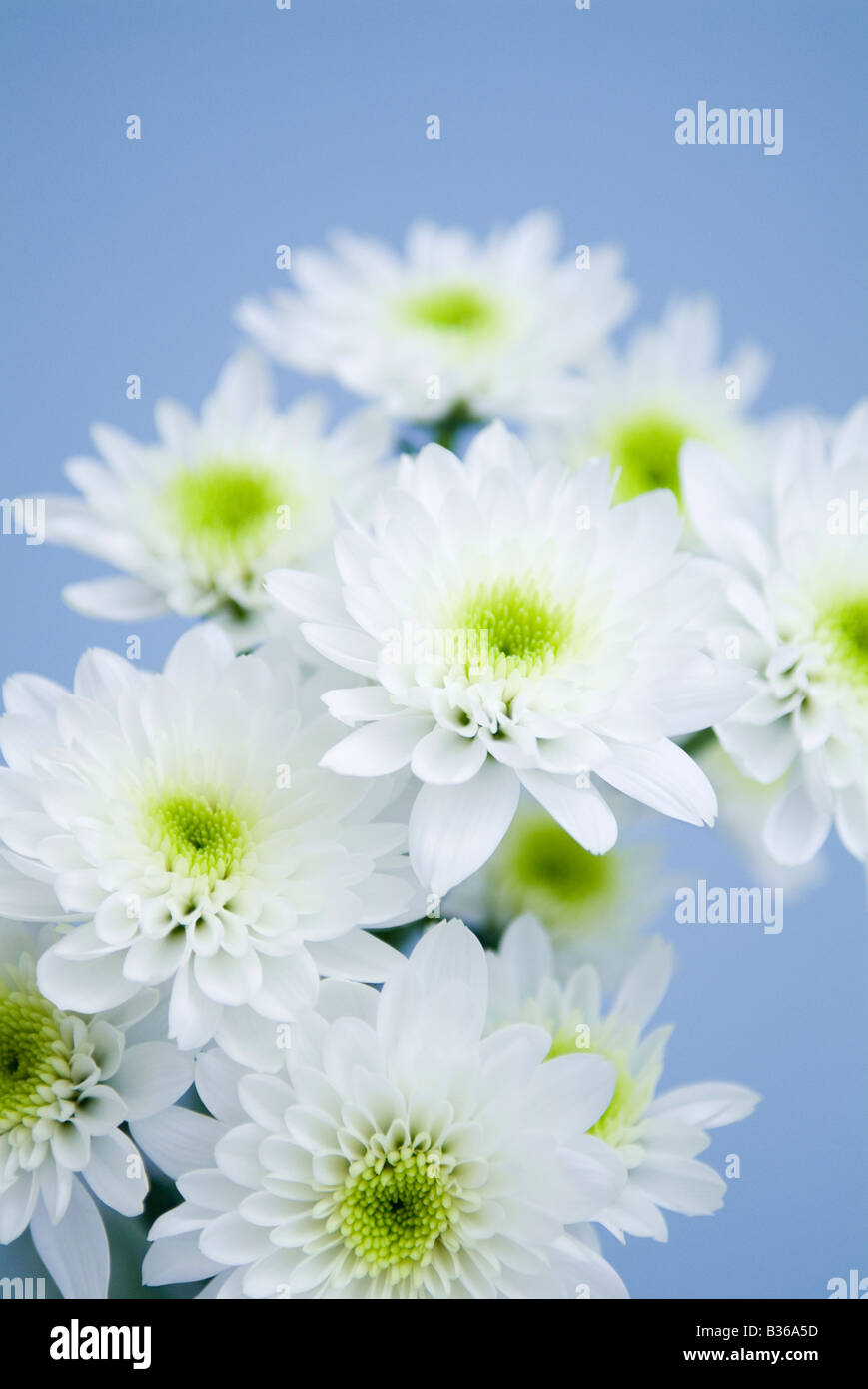 White chrysanthemums Stock Photo Alamy