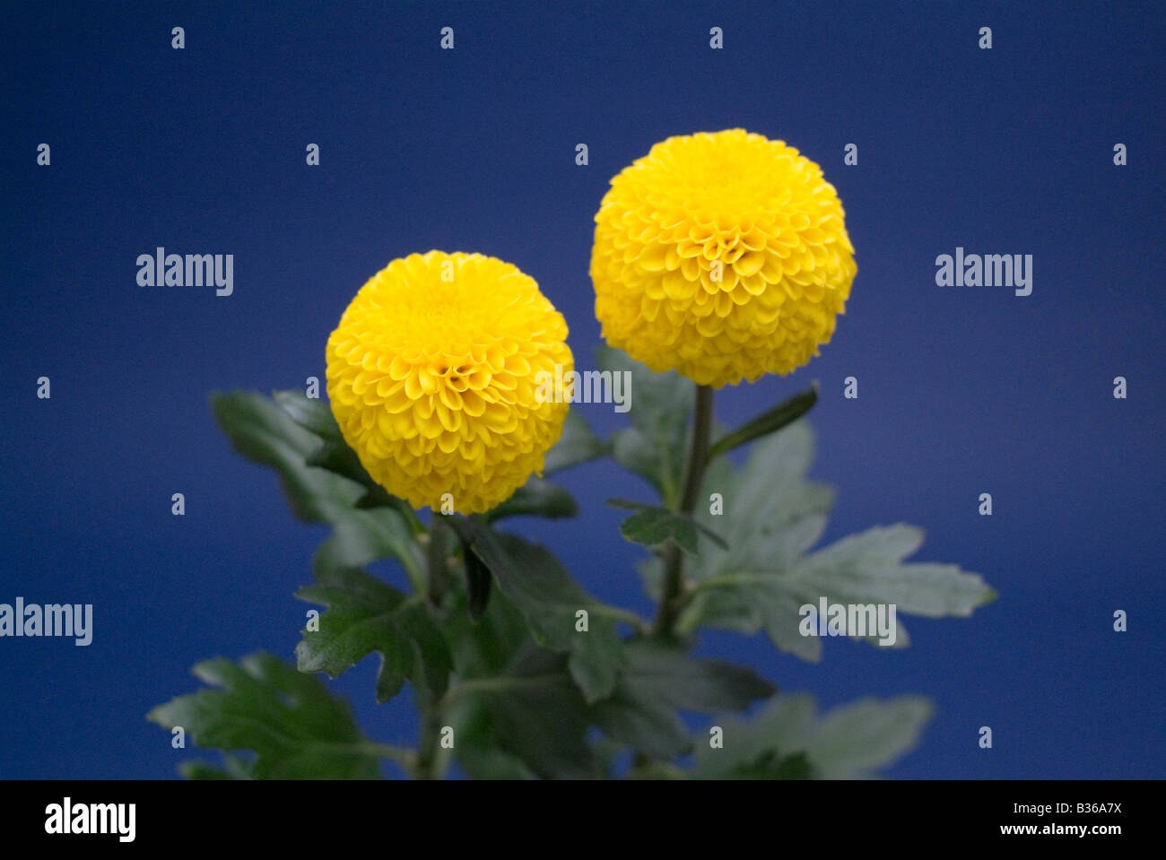 Yellow chrysanth hi-res stock photography and images - Alamy