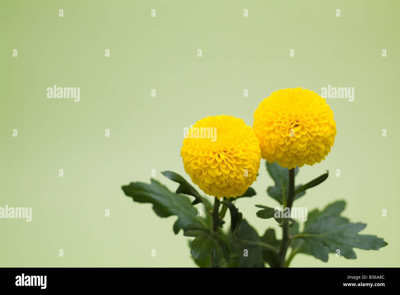 Chrysanthemums plant hi-res stock photography and images - Alamy