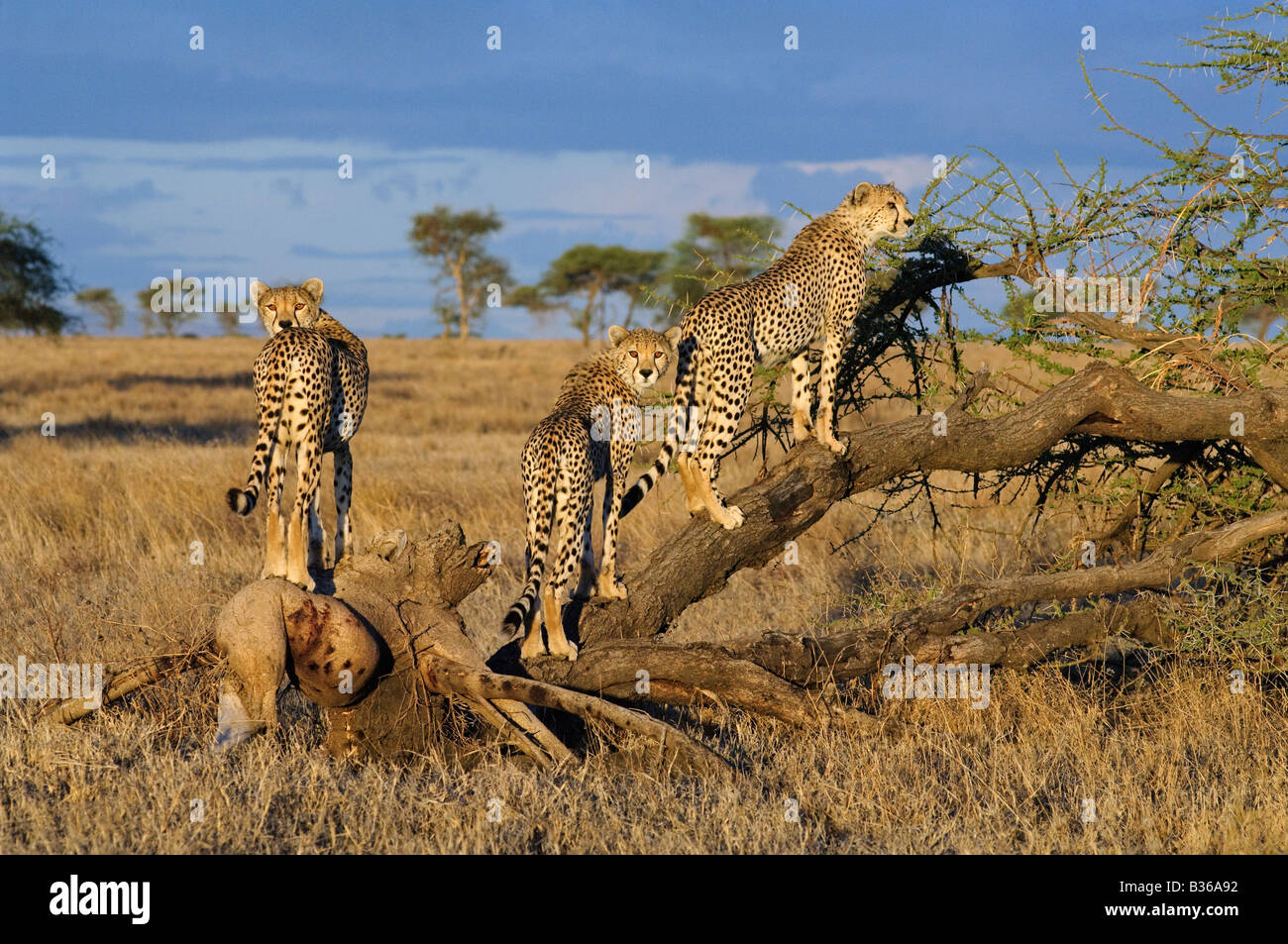 Cheetah litter mates playful adult cubs climbing a tree (Acinonyx