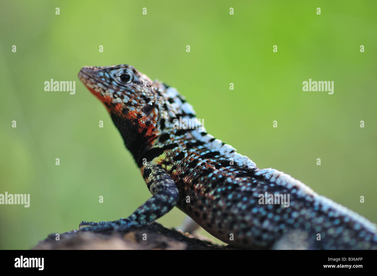 A male lava lizard, perched on a rock, looks up cautiously. Stock Photo