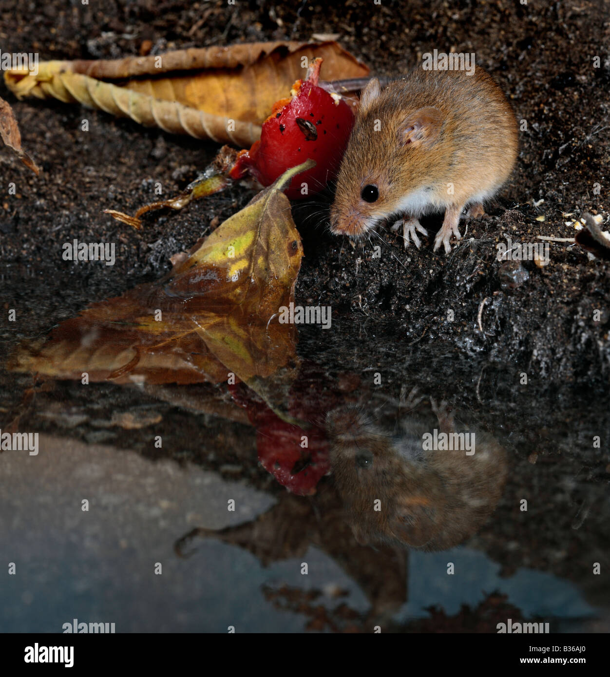 Harvest mouse Micromys minutus at pool with reflection Potton ...