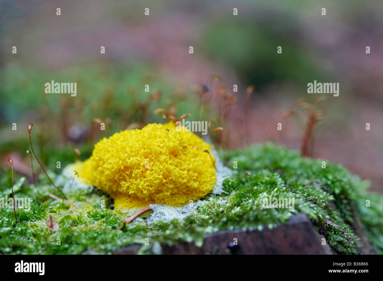 slime mould mushroom Stock Photo