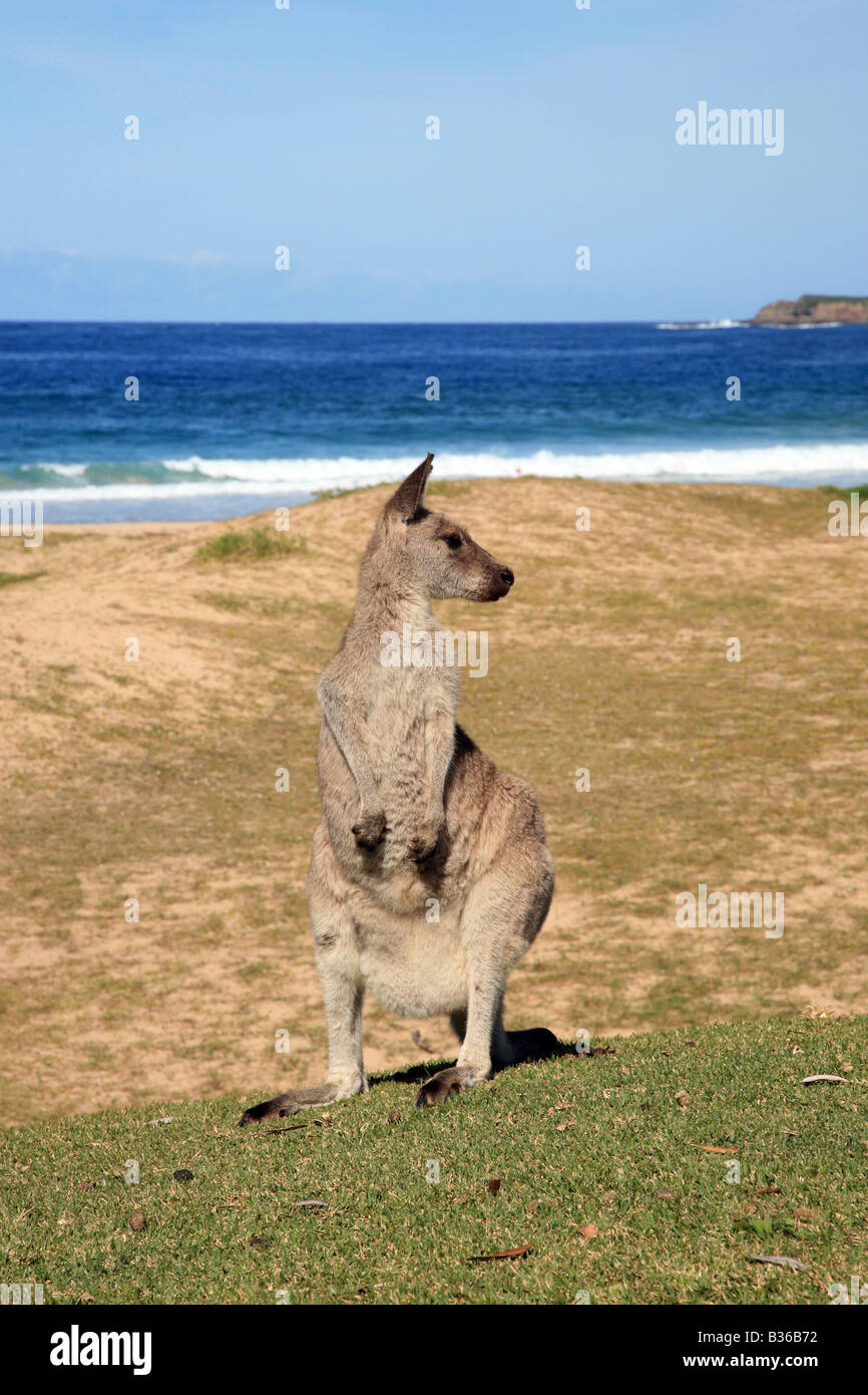 Kangaroo at Pably beach Stock Photo