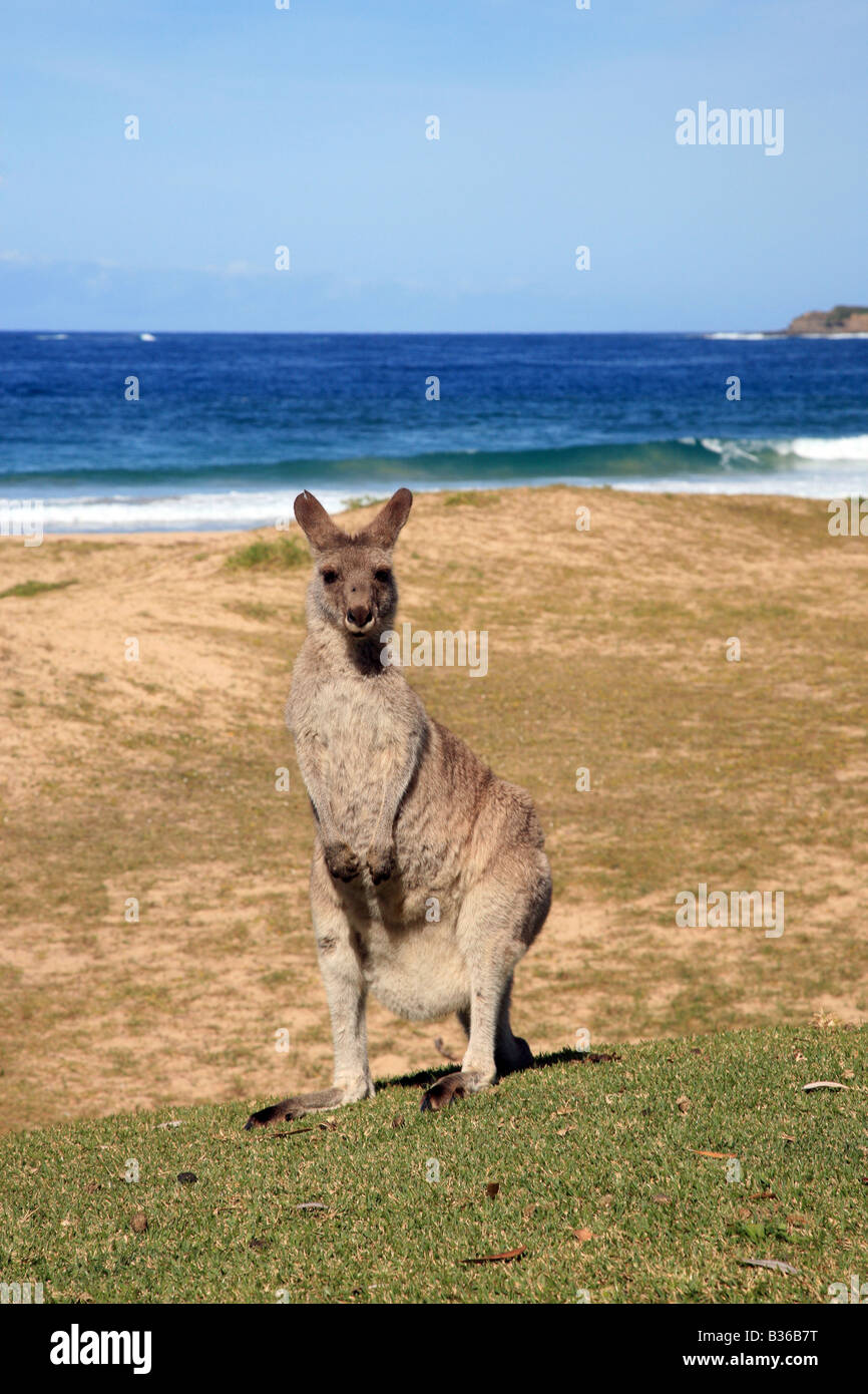 Kangaroo at Pably beach Stock Photo