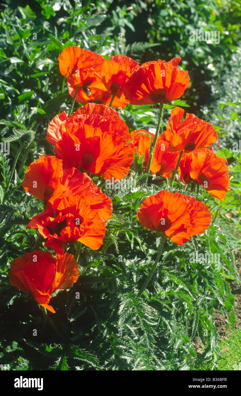 Garden border plants hi-res stock photography and images - Alamy