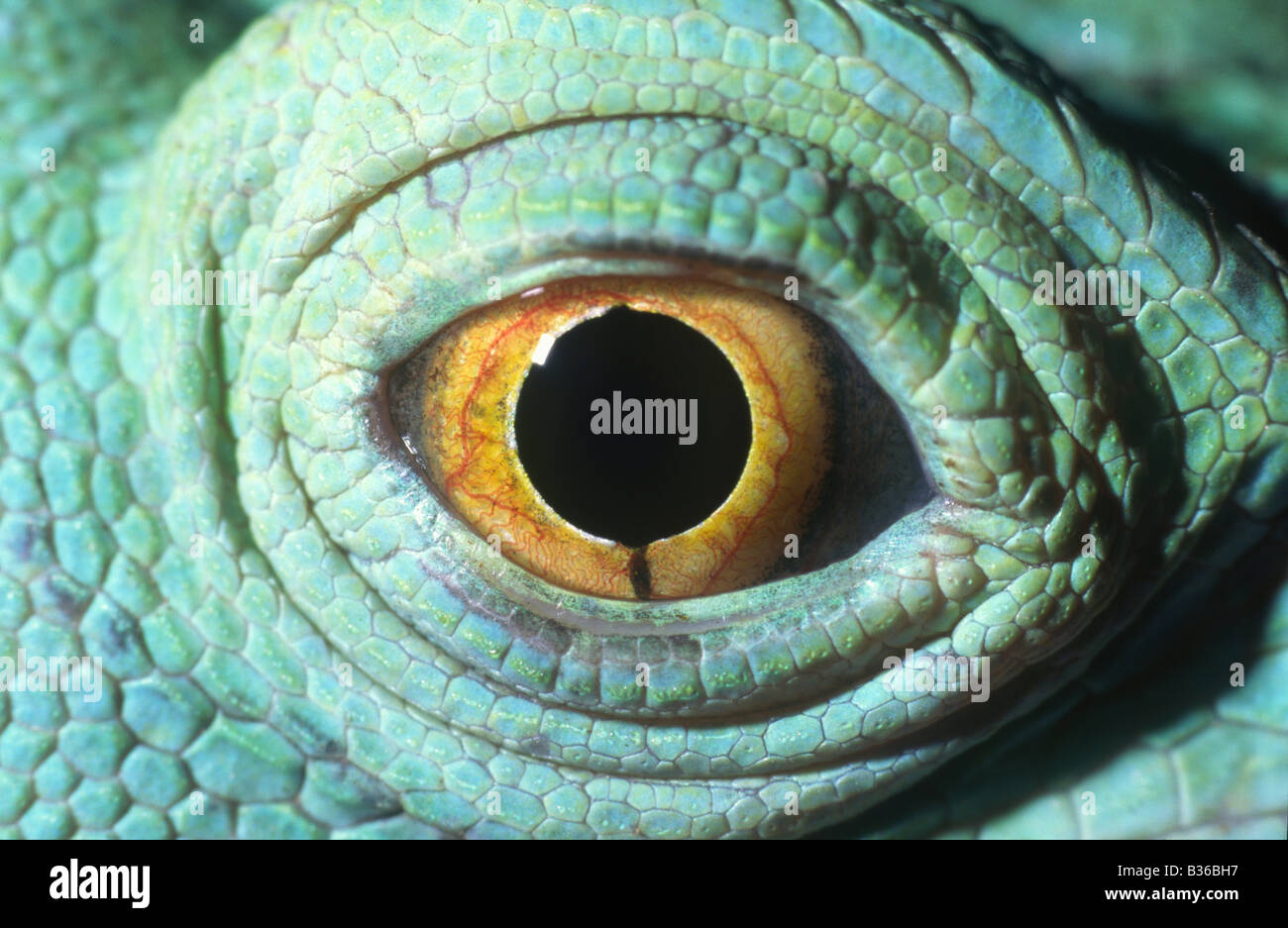 Close up of Eye of Plumed Basilisk Lizard Stock Photo Alamy