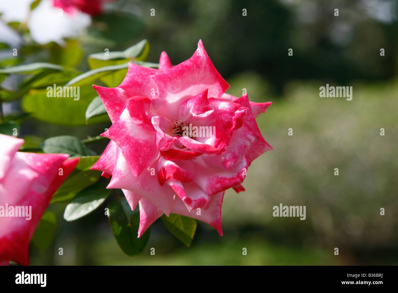 Rose with pink colour hi-res stock photography and images - Alamy