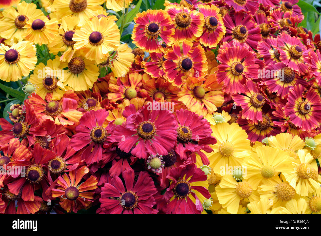 HELENIUMS MAKE EXCELLENT CUT FLOWERS: BLÜTENTISCH, ZIMBELSTERN, KÖNIGSTIGER, DIE BLONDE, SOPHIE, RAGAMUFFIN Stock Photo