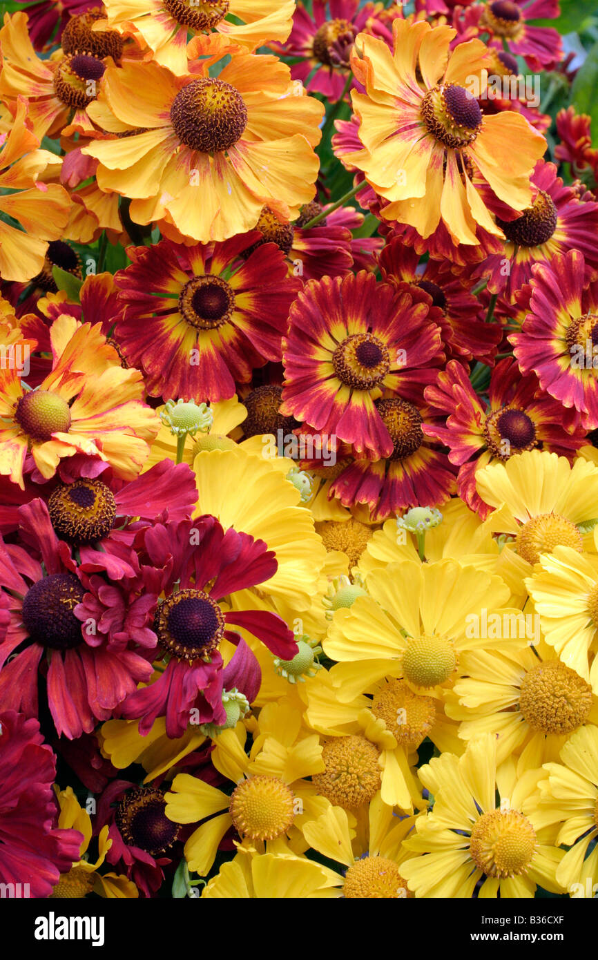 HELENIUMS MAKE EXCELLENT CUT FLOWERS:ZIMBELSTERN, KÖNIGSTIGER, DIE BLONDE, SOPHIE, RAGAMUFFIN Stock Photo