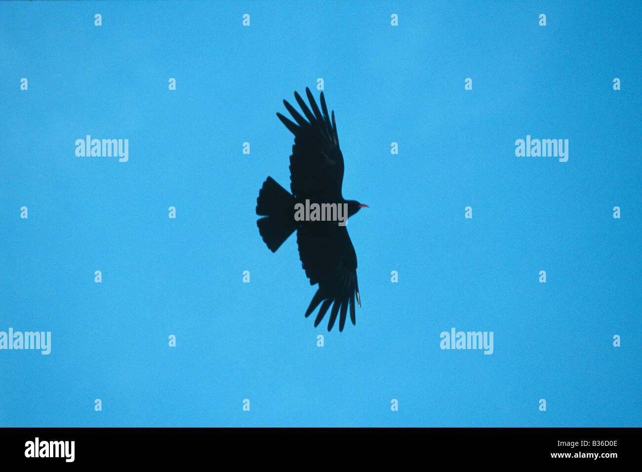 Chough in flight Pyrrhocorax pyrrhocorax Stock Photo