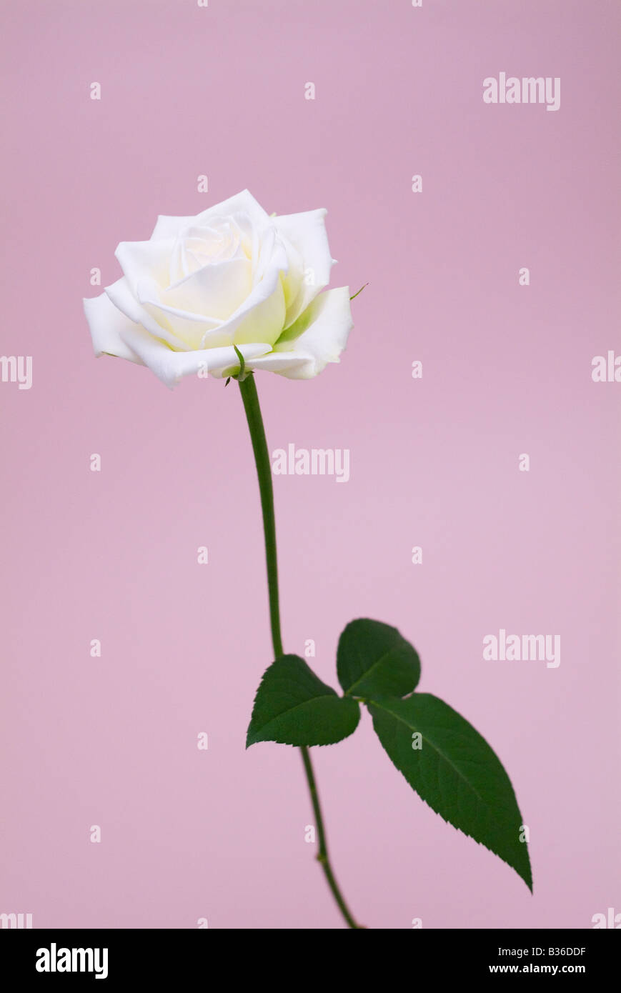 White rose Stock Photo